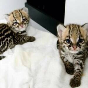 Ocelot Cats, Male And Females WhatsApp me : ( +63 9097-723-041 ) | PostAds PH