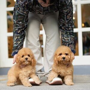 Goldendoodle Puppies Available WhatsApp me : ( +63 9097-723-041 ) | PostAds PH