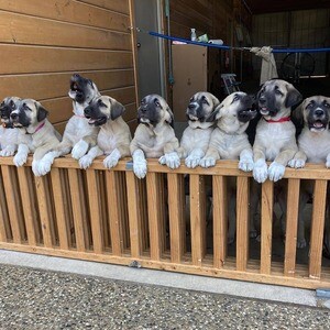 Kangal Dogs and Puppies for sale WhatsApp me : ( +63 9097-723-041 ) | PostAds PH