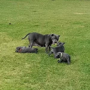 Staffordshire Bull Terrier WhatsApp me : ( +63 9097-723-041 ) | PostAds PH