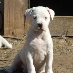 Dogo Argentino Puppies WhatsApp me : ( +63 9097-723-041 ) | PostAds PH