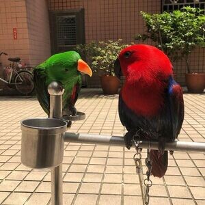 Eclectus Parrots For Sale WhatsApp me : ( +63 9097-723-041 ) | PostAds PH