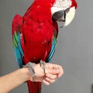 Greenwingged macaw Parrots WhatsApp me : ( +63 9097-723-041 ) | PostAds PH