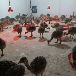 Ostrich chicks And eggs for sale WhatsApp me : ( +63 9097-723-041 ) | PostAds PH