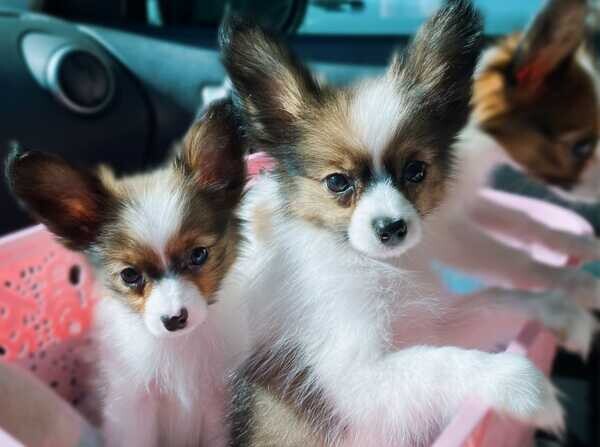   ...Papillon Puppies for sale ...  WhatsApp me : ( +63 9097-723-041 )