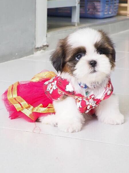   2 Shih Tzu Puppies   WhatsApp me : ( +63 9097-723-041 )