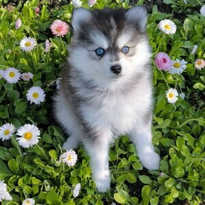 Pomsky puppies WhatsApp:(+63-9455-189-371) | PostAds PH