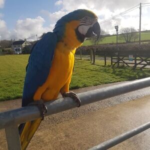 Macaw parrots Viber:(+63-9455-189-371) WhatsApp:(+63-9455-189-371) | PostAds PH