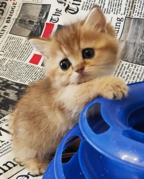 Munchkin kittens  WhatsApp:(+63-9455-189-371)