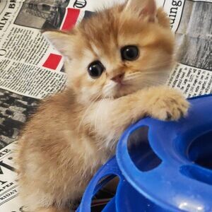Munchkin kittens WhatsApp:(+63-9455-189-371) | PostAds PH