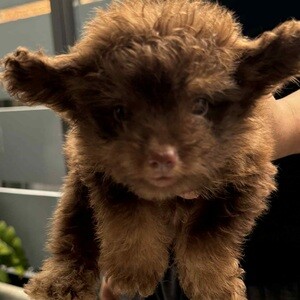 Toy Poodle x Pomeranian Mix breed | PostAds PH