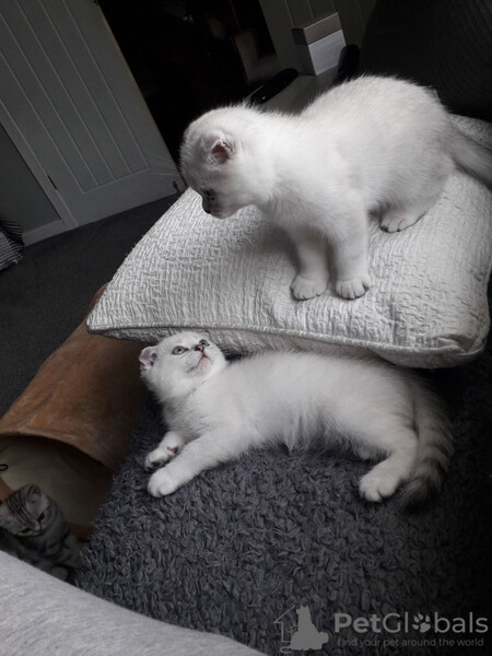 We have 4 lovely Scottish fold/ Scottish