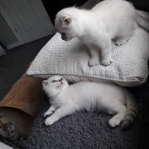 We have 4 lovely Scottish fold/ Scottish | PostAds PH
