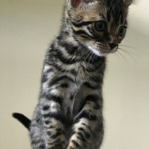 Meet our stunning Bengal kitten | PostAds PH
