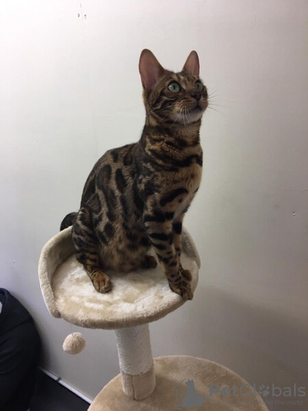 Adorable Bengal Kittens available 