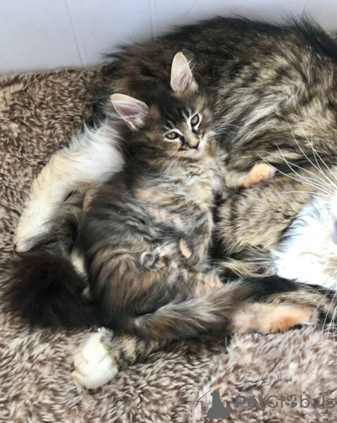 Reg Maine coon kittens available.  Sell 