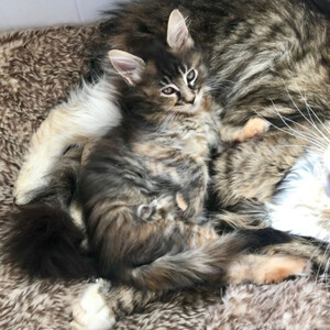 Reg Maine coon kittens available. Sell | PostAds PH