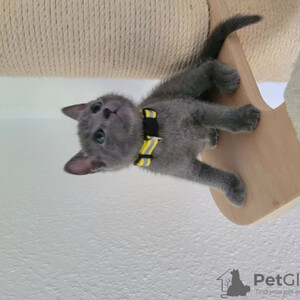 Russian Blue Kittens The little ones are dewormed, | PostAds PH