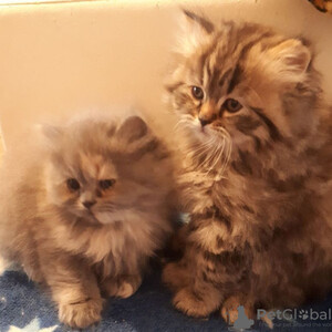 2 adorable Persian babies | PostAds PH
