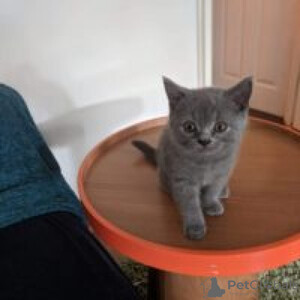 Healthy British Shorthair | PostAds PH
