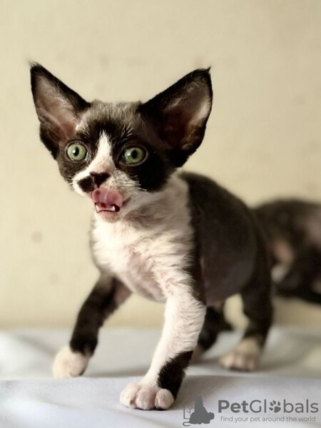 Beautiful curly-coated Devon Rex kittens