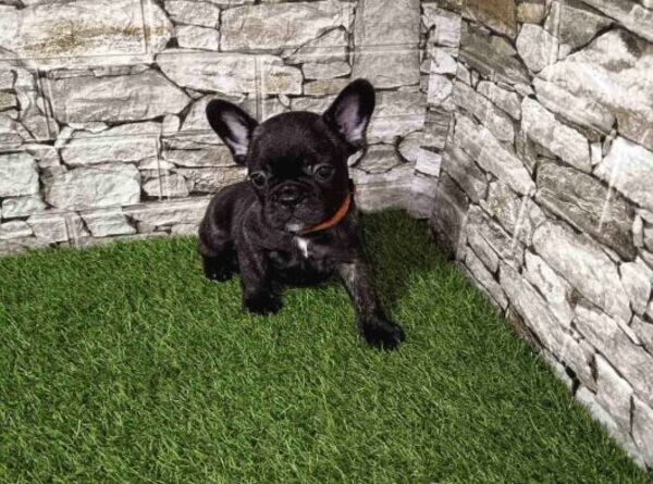 Purebred AKC French Bulldog Puppies Available