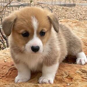 Corgi Pembroke Pups WhatsApp:+63-9455-189-371 Viber:+63-9455-189-37 | PostAds PH