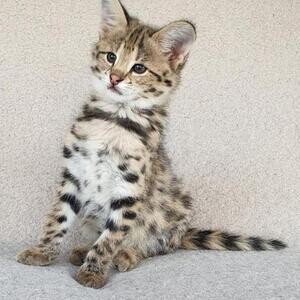 Well Socialized F1 and F2 Savannah Kittens Available | PostAds PH