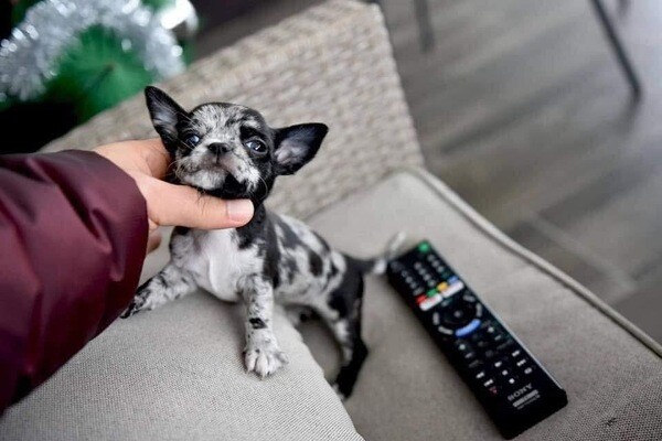 Adorable chihuahua puppies looking for their new home 