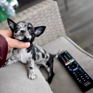 Adorable chihuahua puppies looking for their new home | PostAds PH