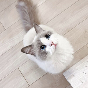 Adorable kitten Alert! 🐱♥️ | PostAds PH