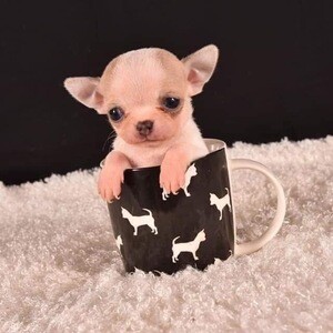 Adorable teacup chihuahua | PostAds PH