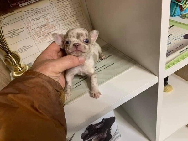 Cute little baby chihuahua looking for thier new homes 