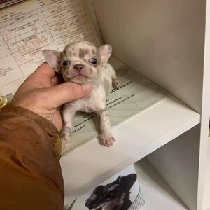 Cute little baby chihuahua looking for thier new homes | PostAds PH
