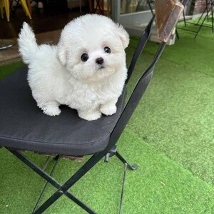 Adorable baby maltes looking for thier new home | PostAds PH