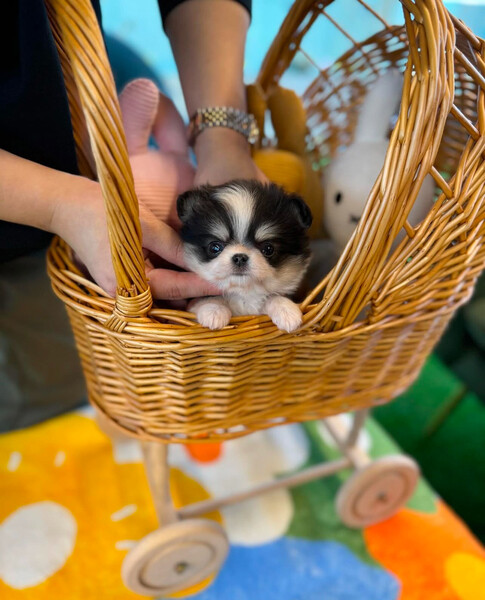 Apple head chihuahua puppies 