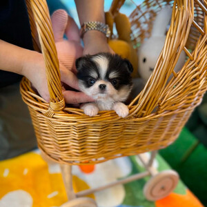 Apple head chihuahua puppies | PostAds PH