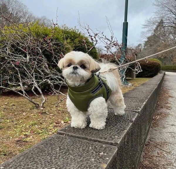 Shih tzu puppies looking for thier new homes 