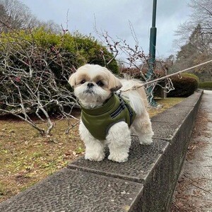 Shih tzu puppies looking for thier new homes | PostAds PH