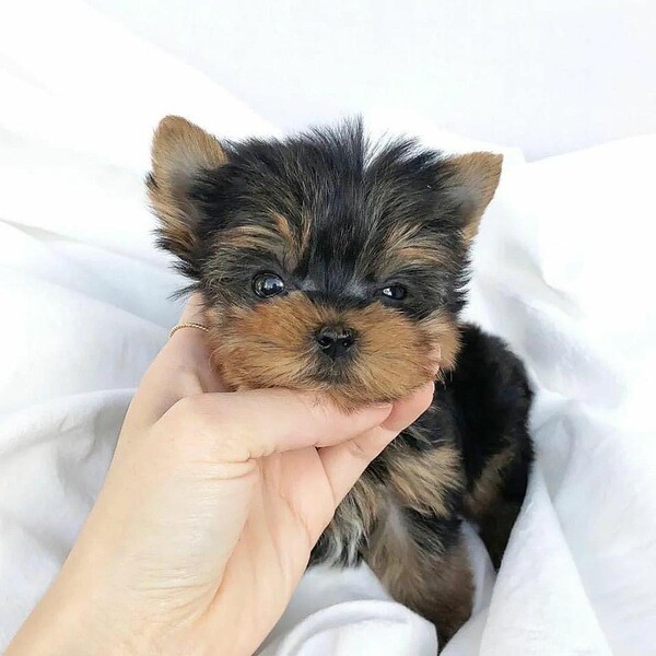 Cute teacup yorkie puppy looking for thier new home 