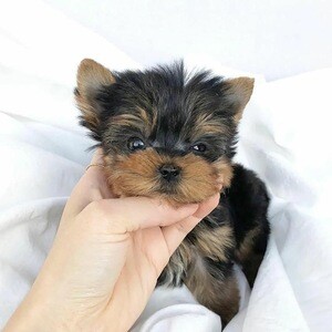 Cute teacup yorkie puppy looking for thier new home | PostAds PH