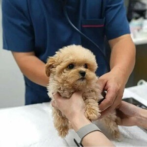 Cute maltes puppies looking for their new home | PostAds PH