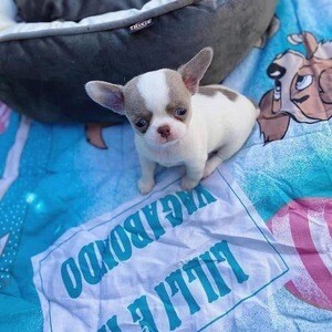 Cute chihuahua puppies looking for thier new homes | PostAds PH