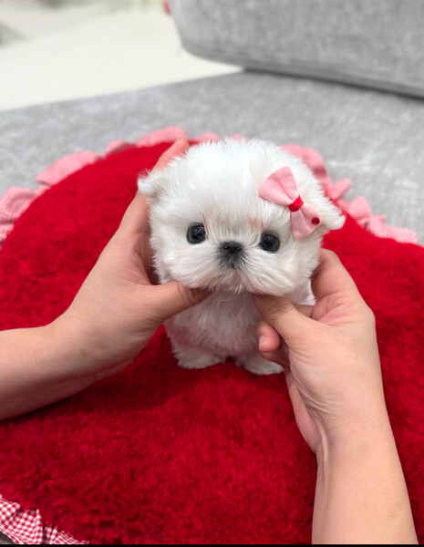 Maltes puppies available 