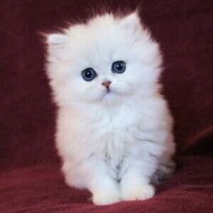 Cute Persian Kittens Currently Available | PostAds PH