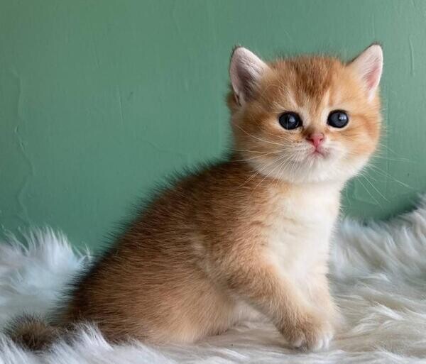 Ragdoll kittens