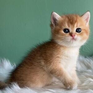 Ragdoll kittens | PostAds PH