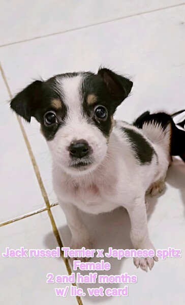 Jack Russel Terrier x Japanese spitz