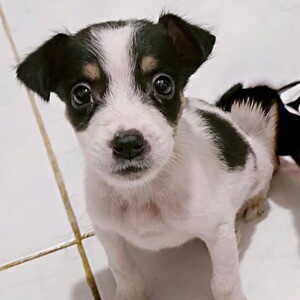 Jack Russel Terrier x Japanese spitz | PostAds PH