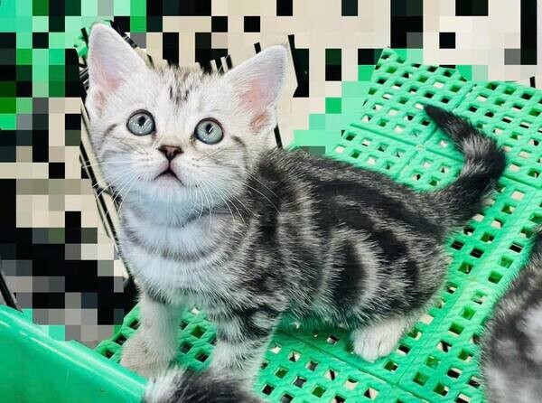  America short hair kittins   WhatsApp me : +971 58 208 8241